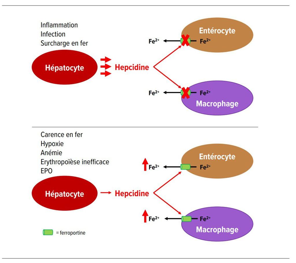 Le fer au fil des âges - ohne-points - Universimed - Medizin im Fokus